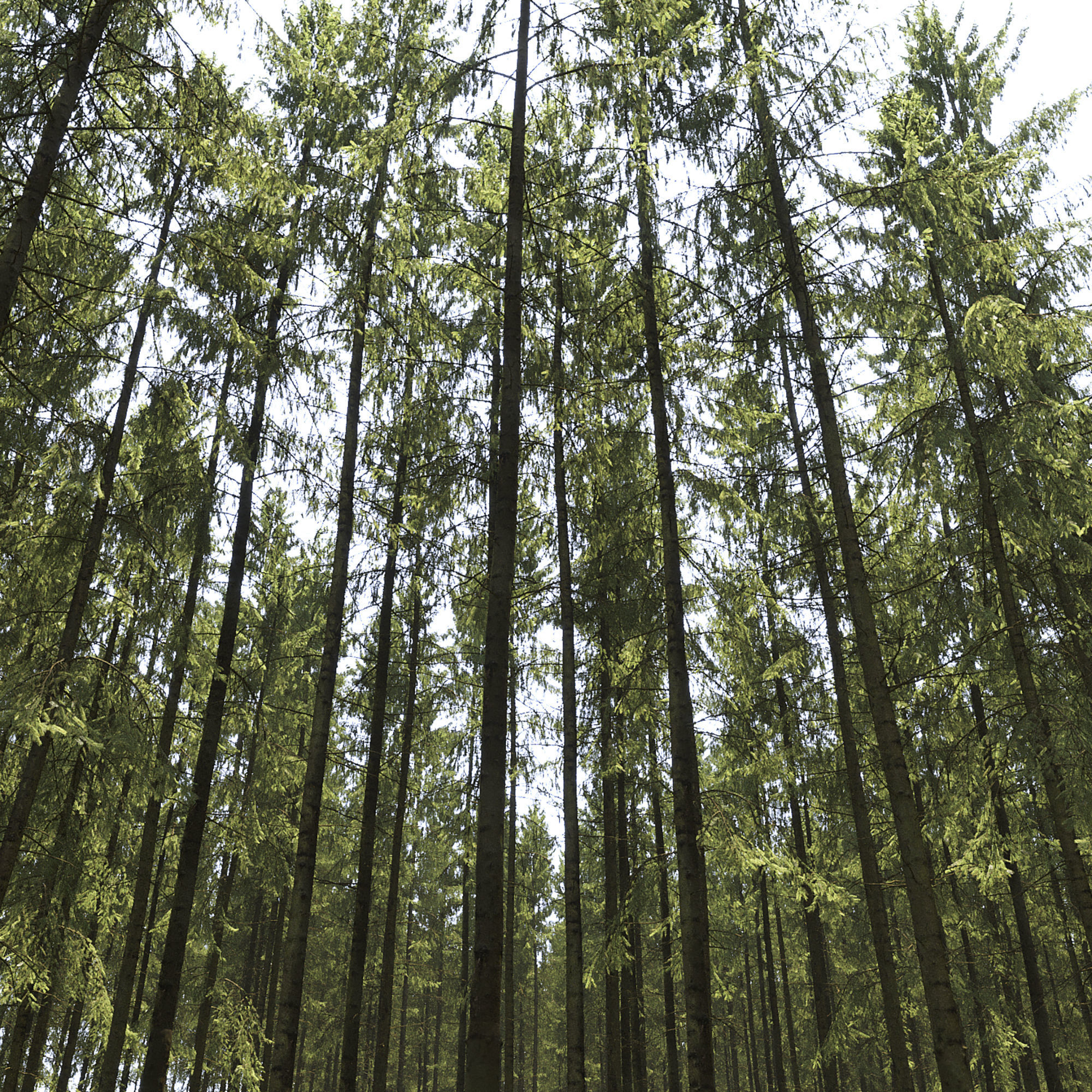 Spruce 10 3D model_1