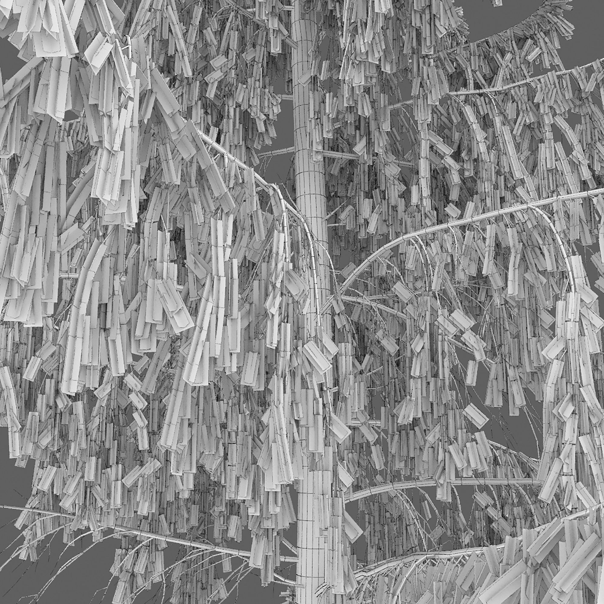 Spruce 10 3D model_6