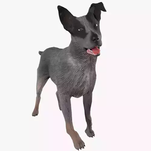 Cattle Dog