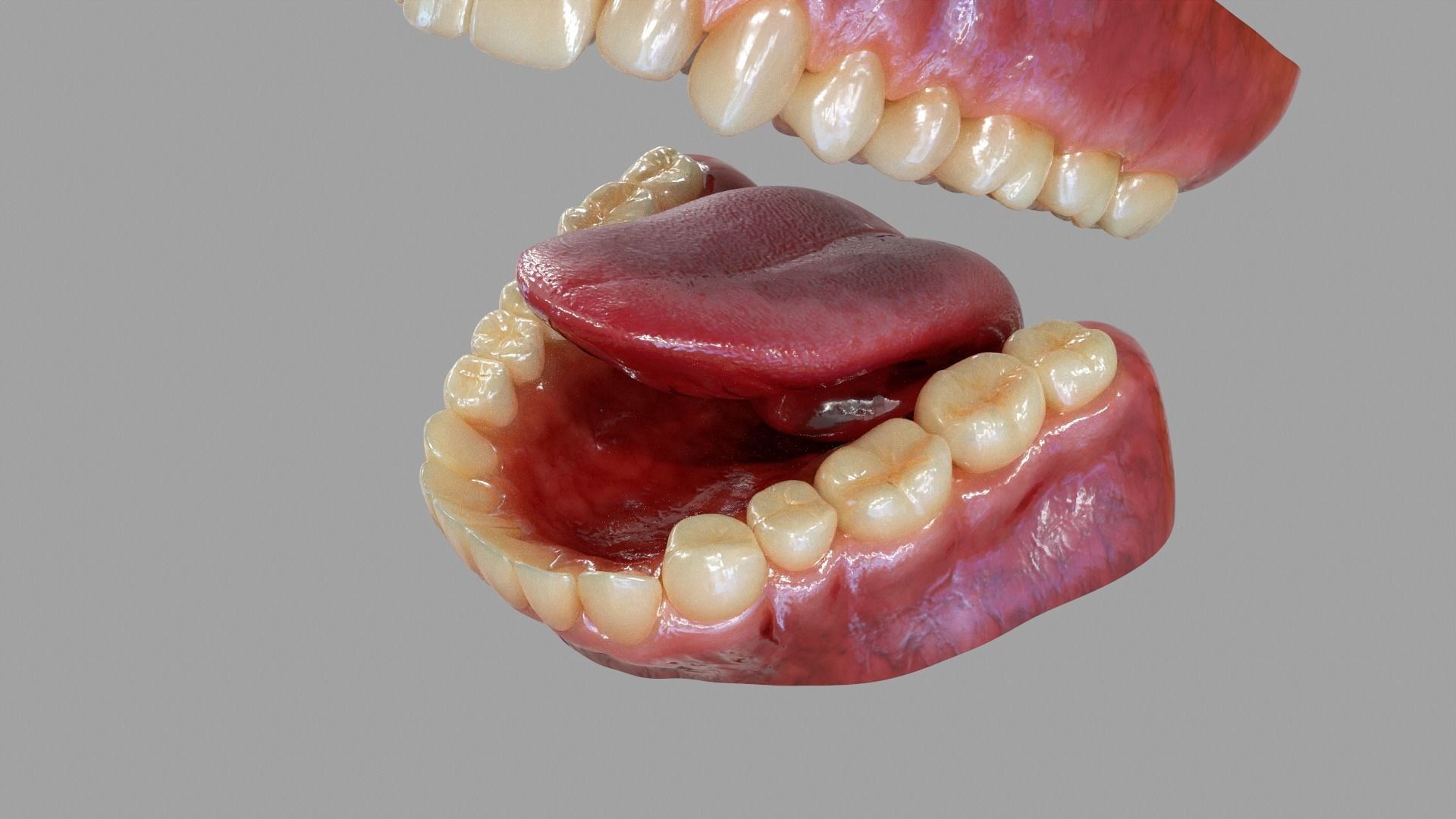 Gums Teeth and Tongue Low-poly 3D model_4