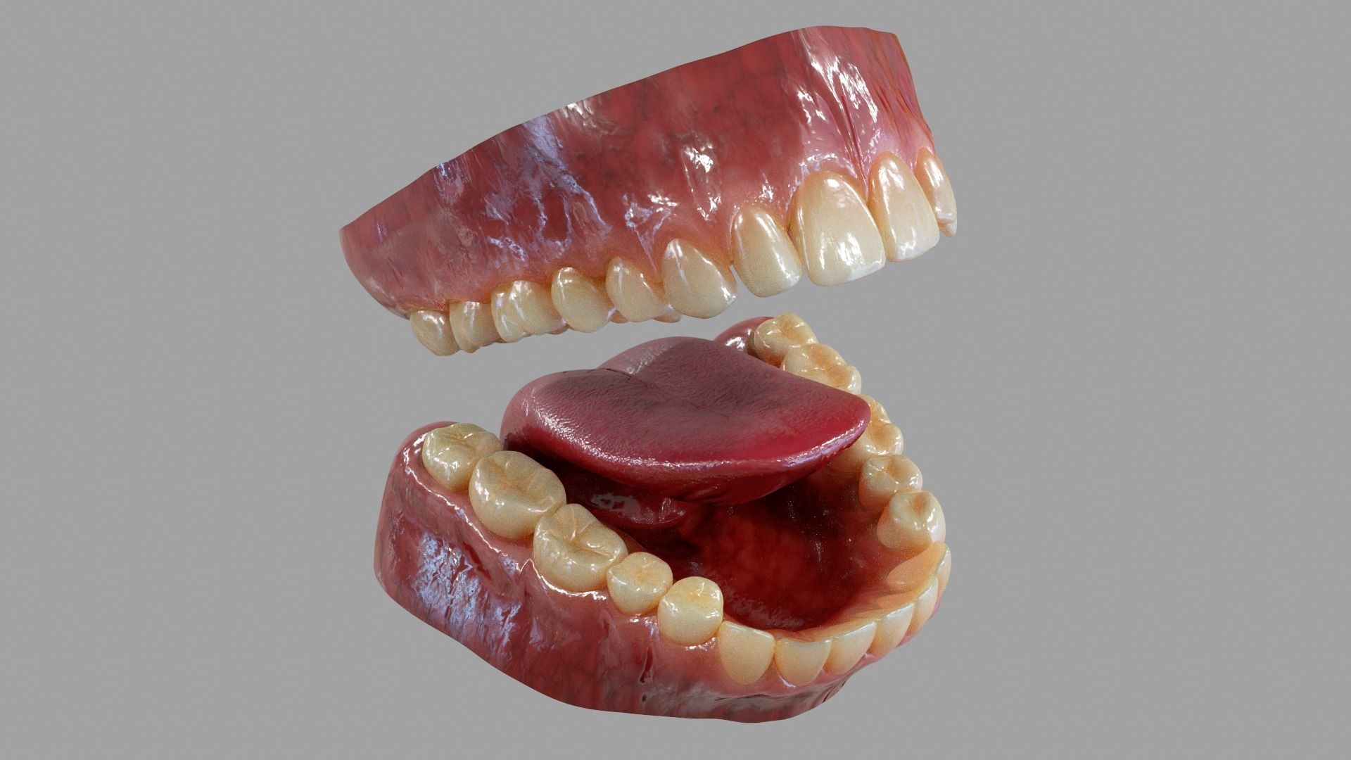 Gums Teeth and Tongue Low-poly 3D model_5