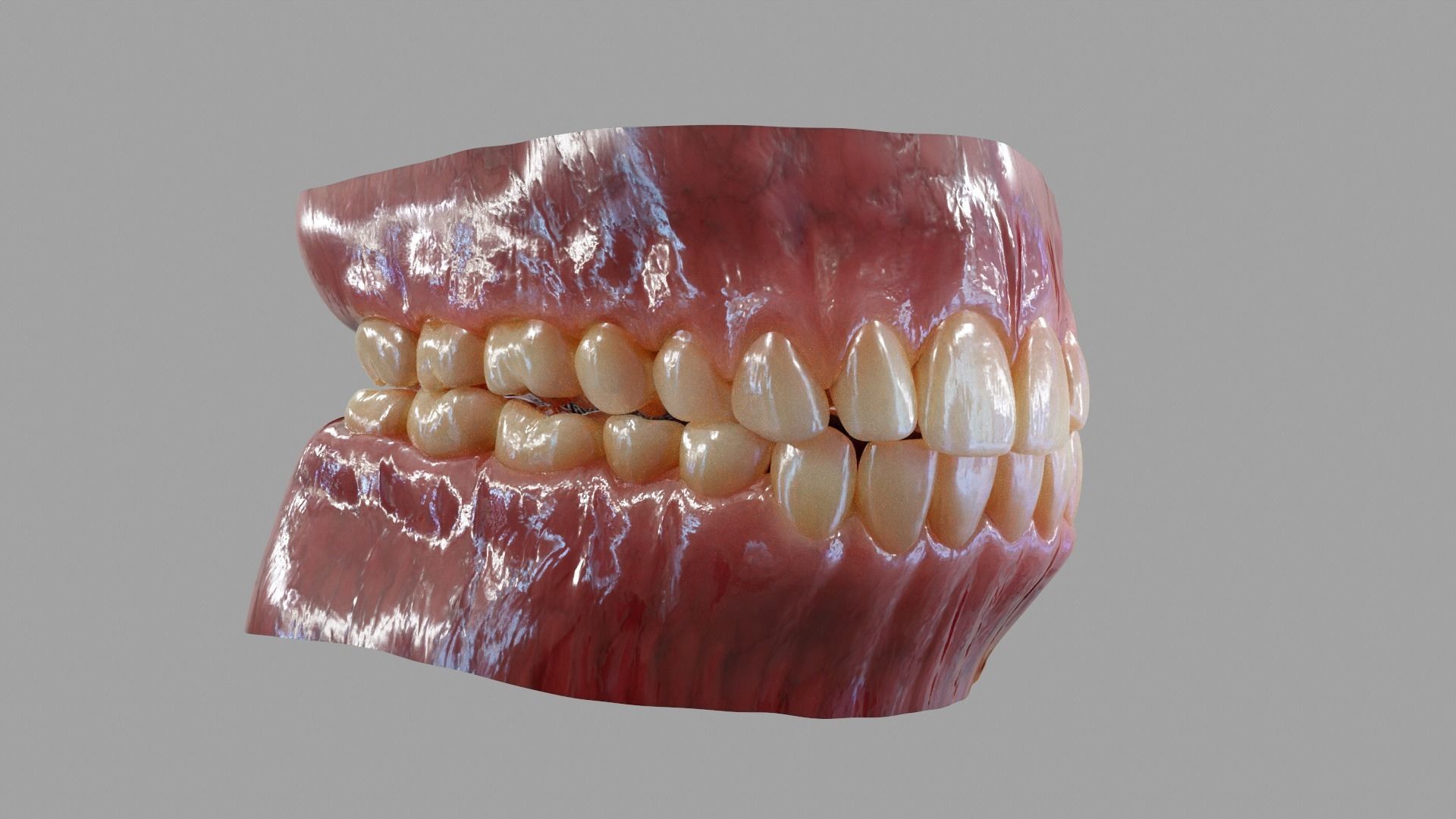 Gums Teeth and Tongue Low-poly 3D model_6