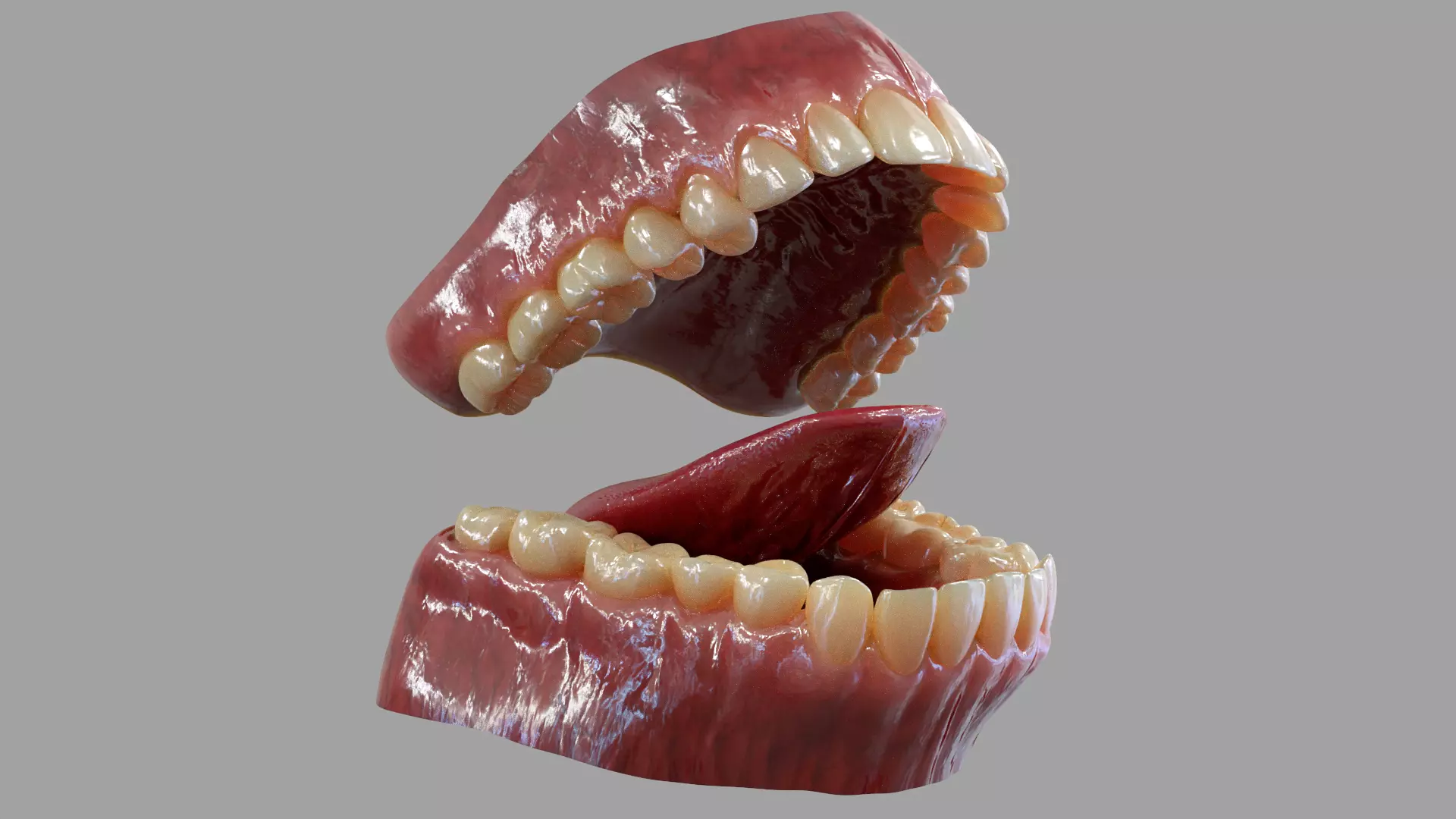 Gums Teeth and Tongue Low-poly 3D model_0