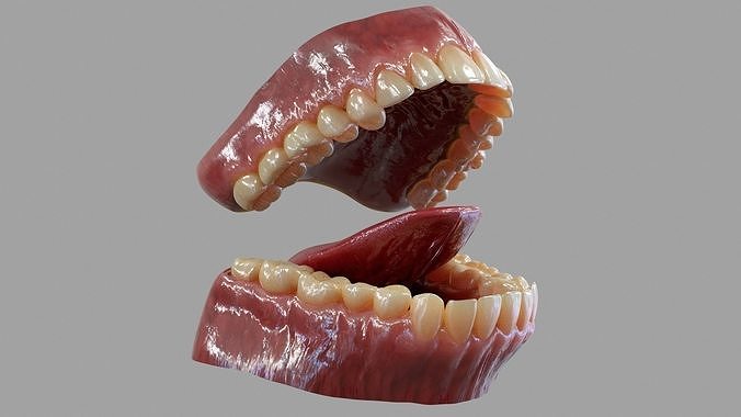 Gums Teeth and Tongue Low-poly 3D model