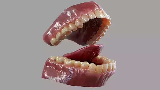 Gums Teeth and Tongue Low-poly 3D model