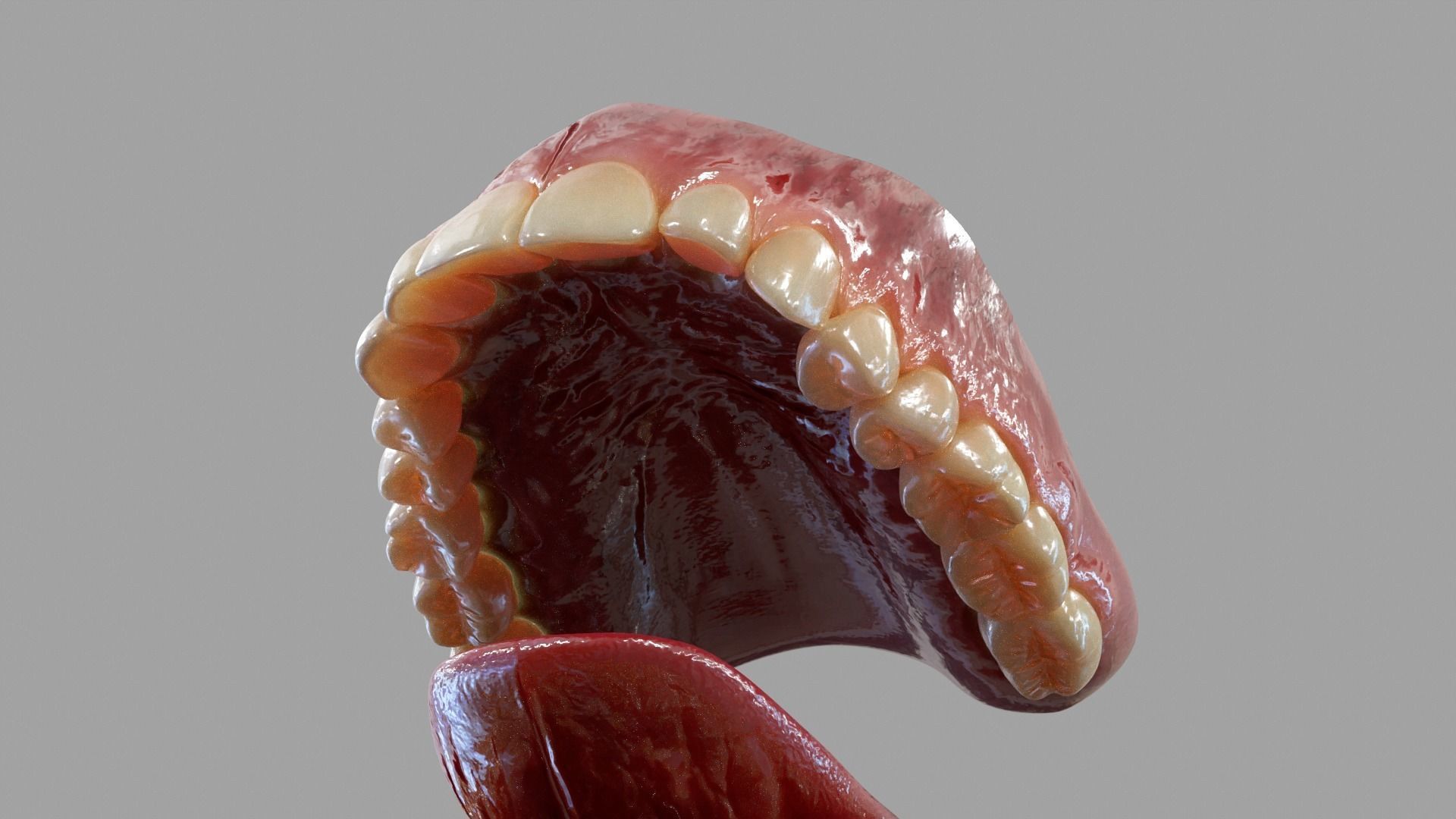 Gums Teeth and Tongue Low-poly 3D model_3