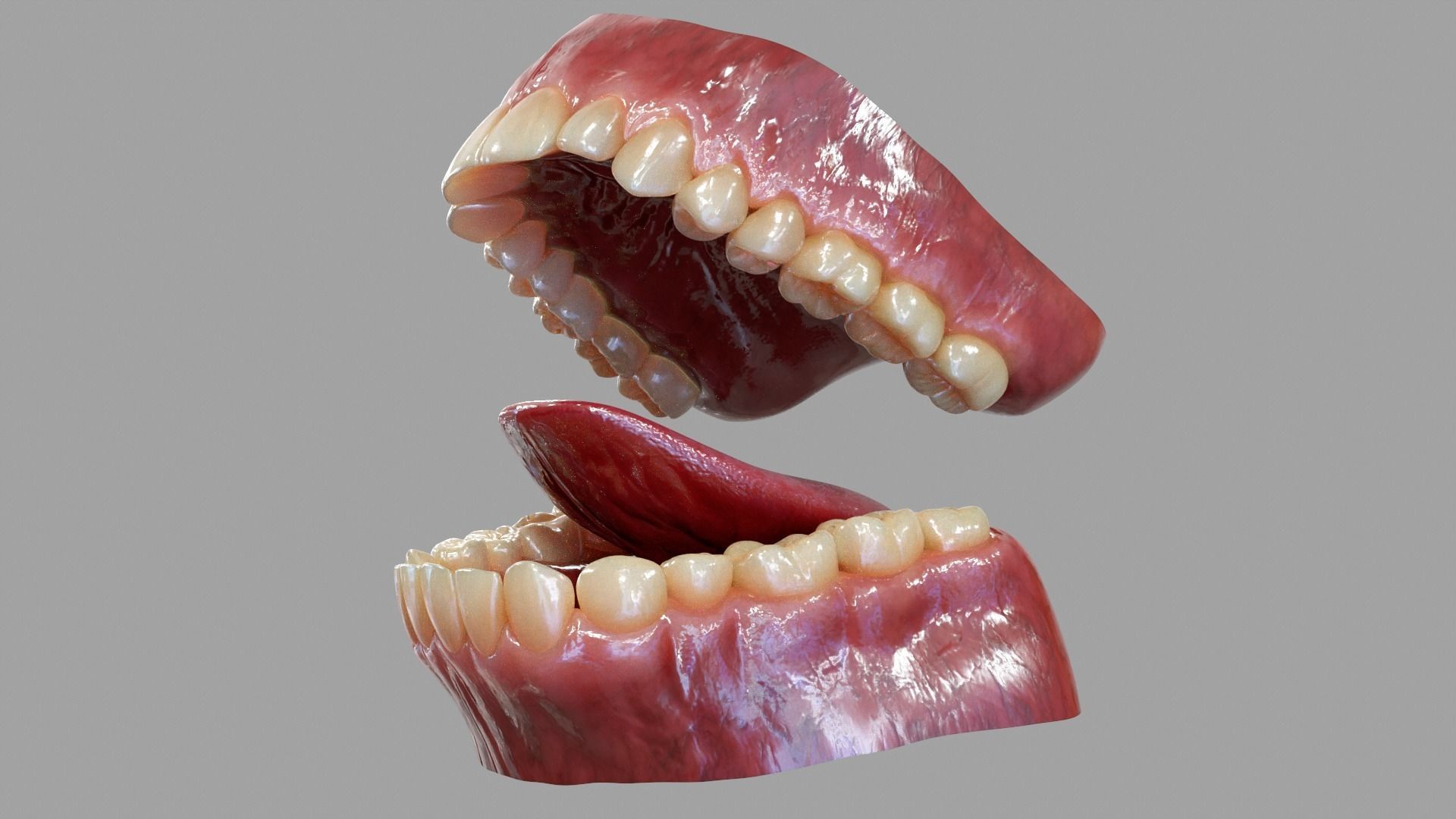 Gums Teeth and Tongue Low-poly 3D model_2