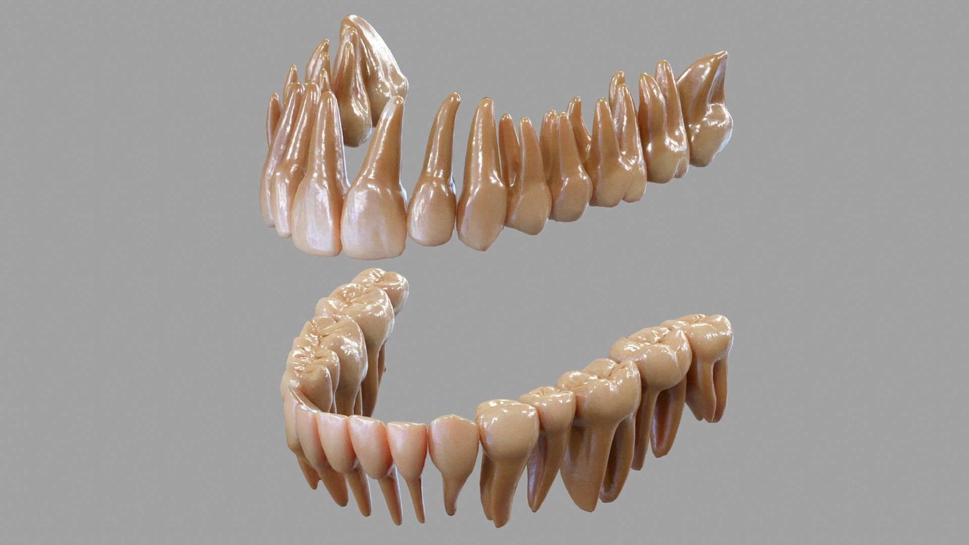 Gums Teeth and Tongue Low-poly 3D model_9