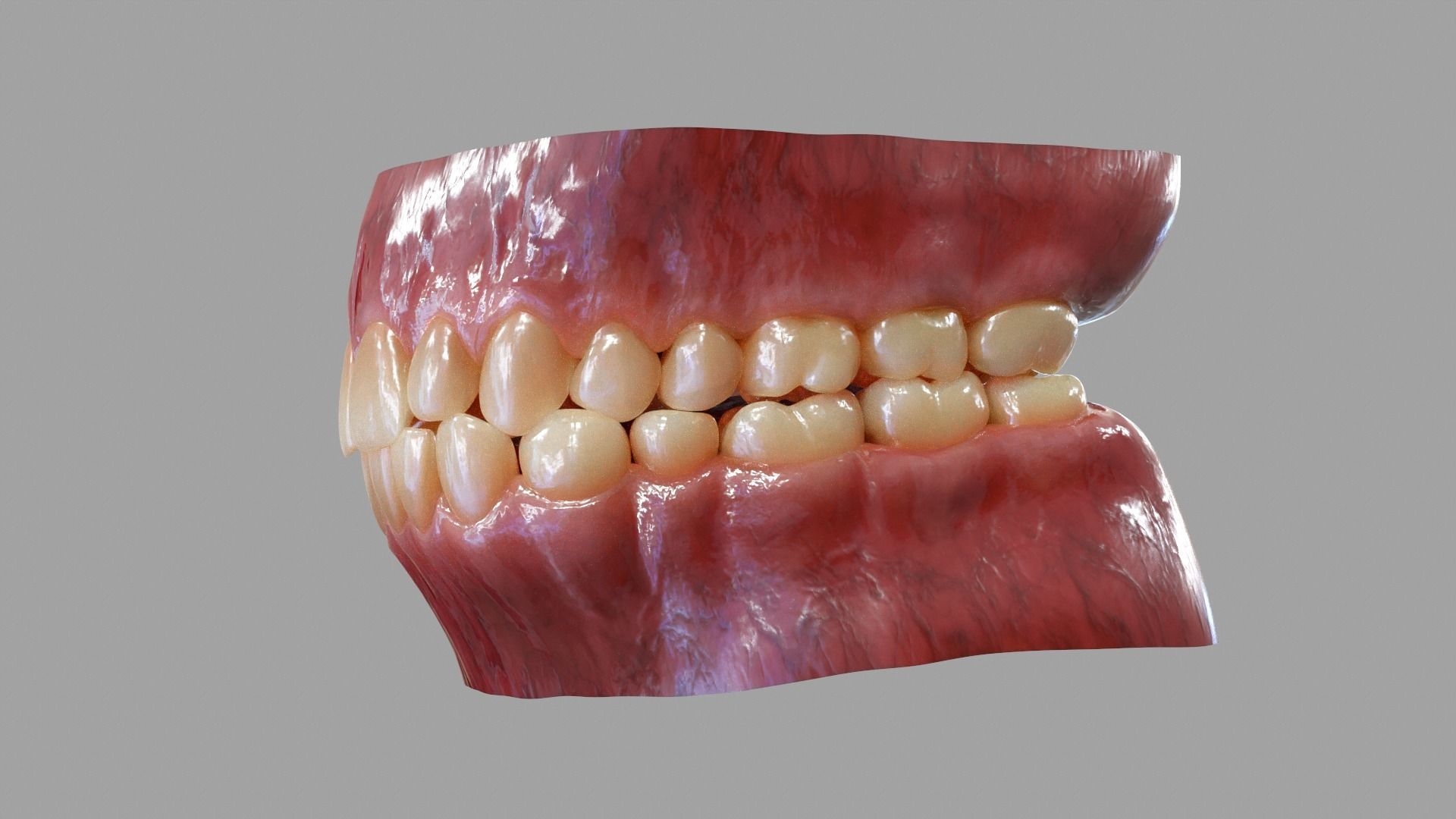Gums Teeth and Tongue Low-poly 3D model_8