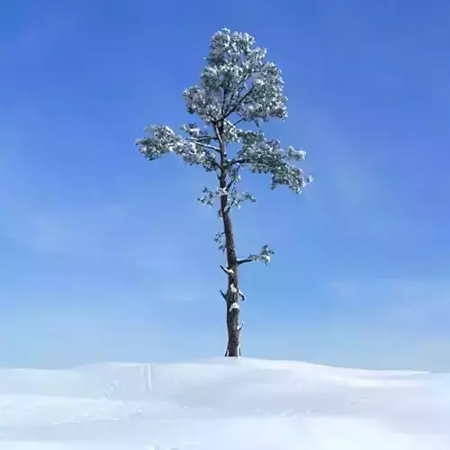 Snowy Fir Tree
