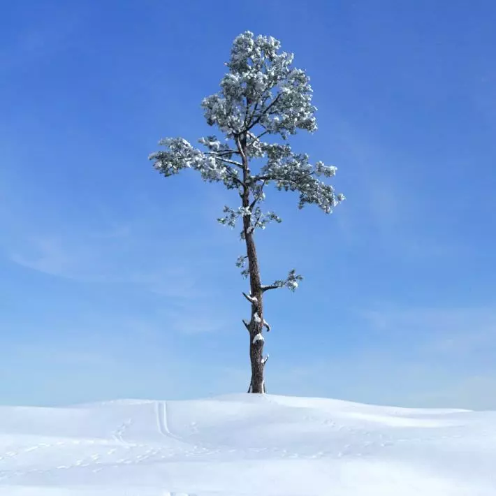 Snowy Fir Tree 3D model_0