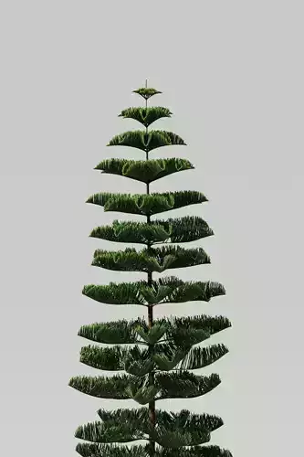 Cook Pine Tree 3D model
