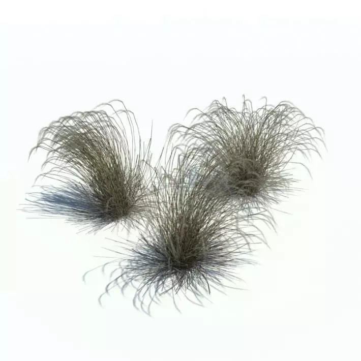 Shrub   Small Bush 3D model_0