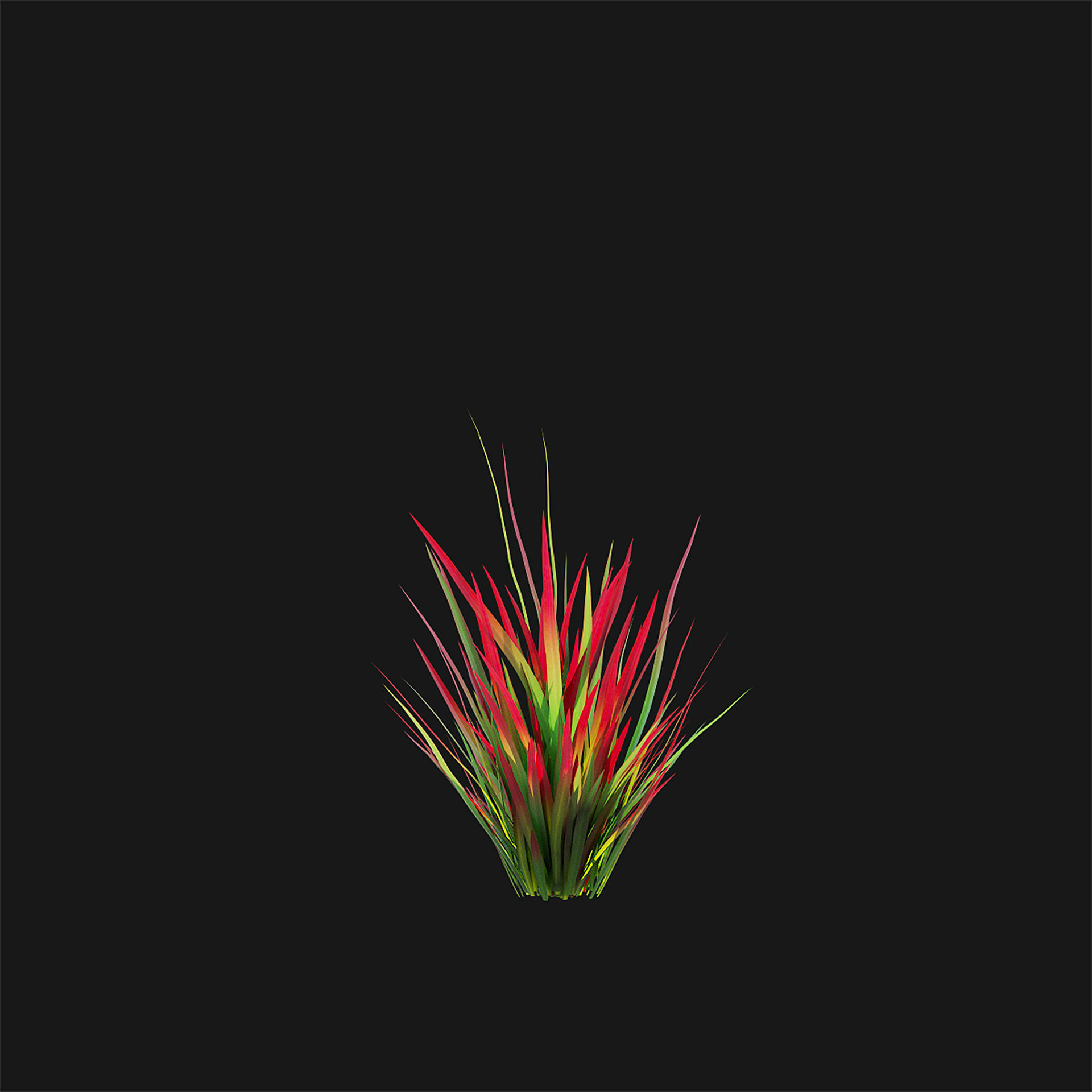 Imperata cylindrical grass 3D model_10
