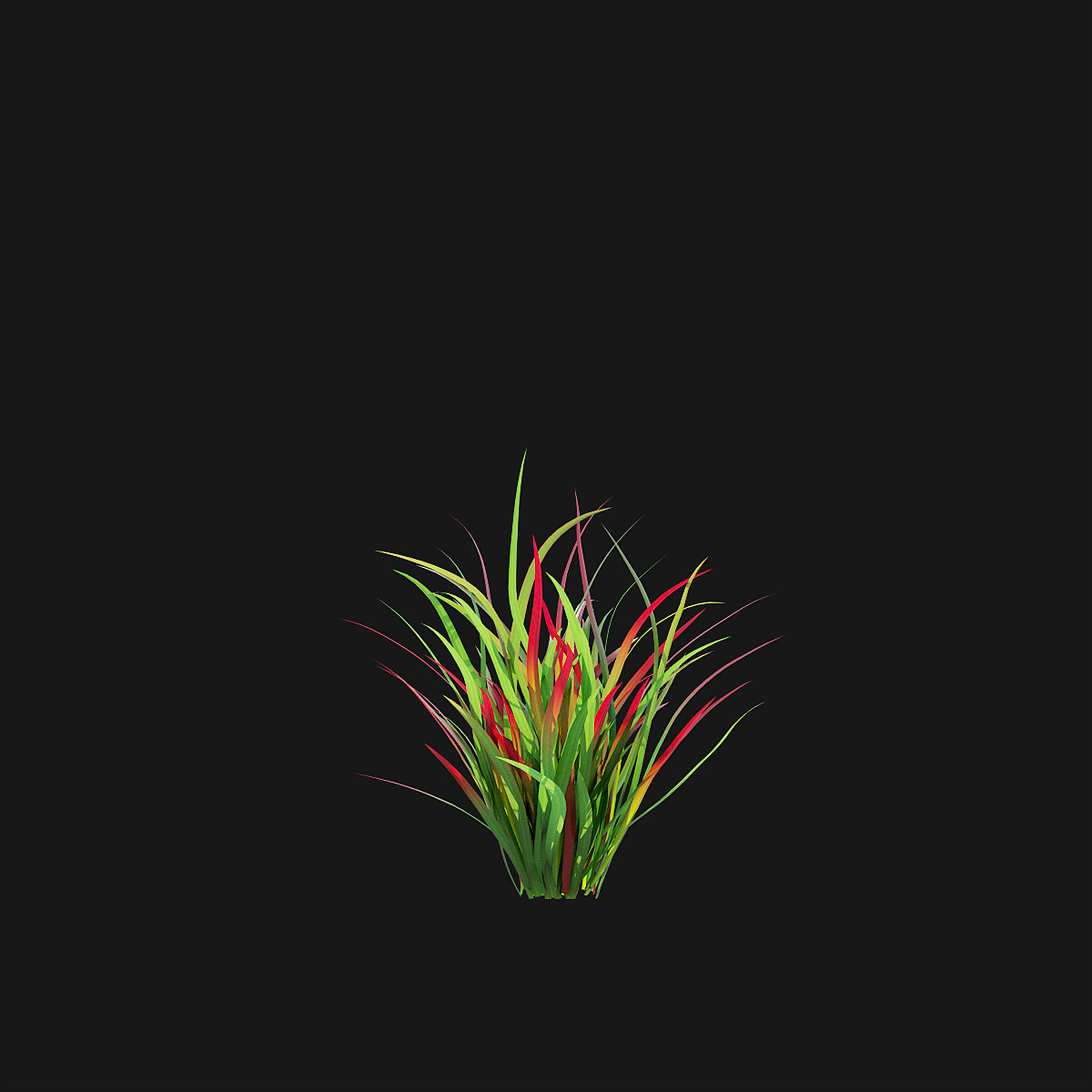 Imperata cylindrical grass 3D model_12