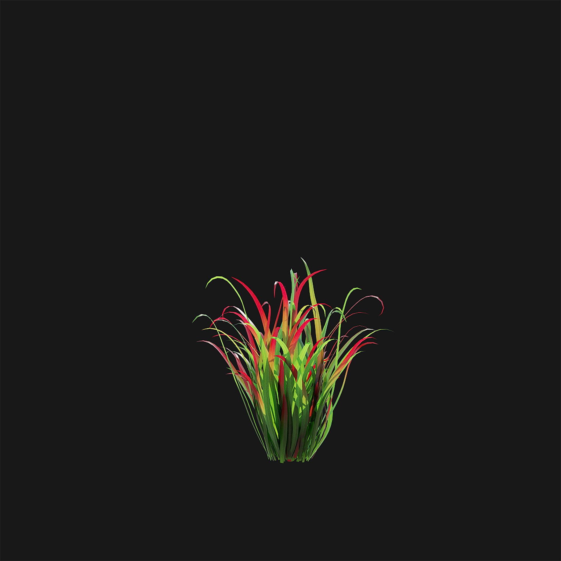 Imperata cylindrical grass 3D model_11