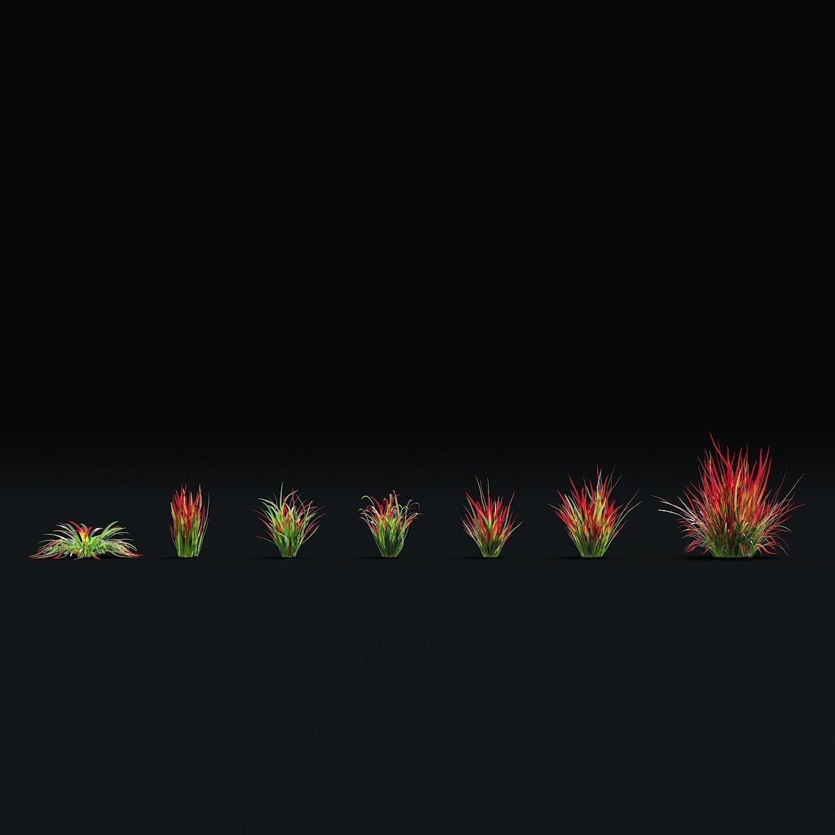 Imperata cylindrical grass 3D model_2