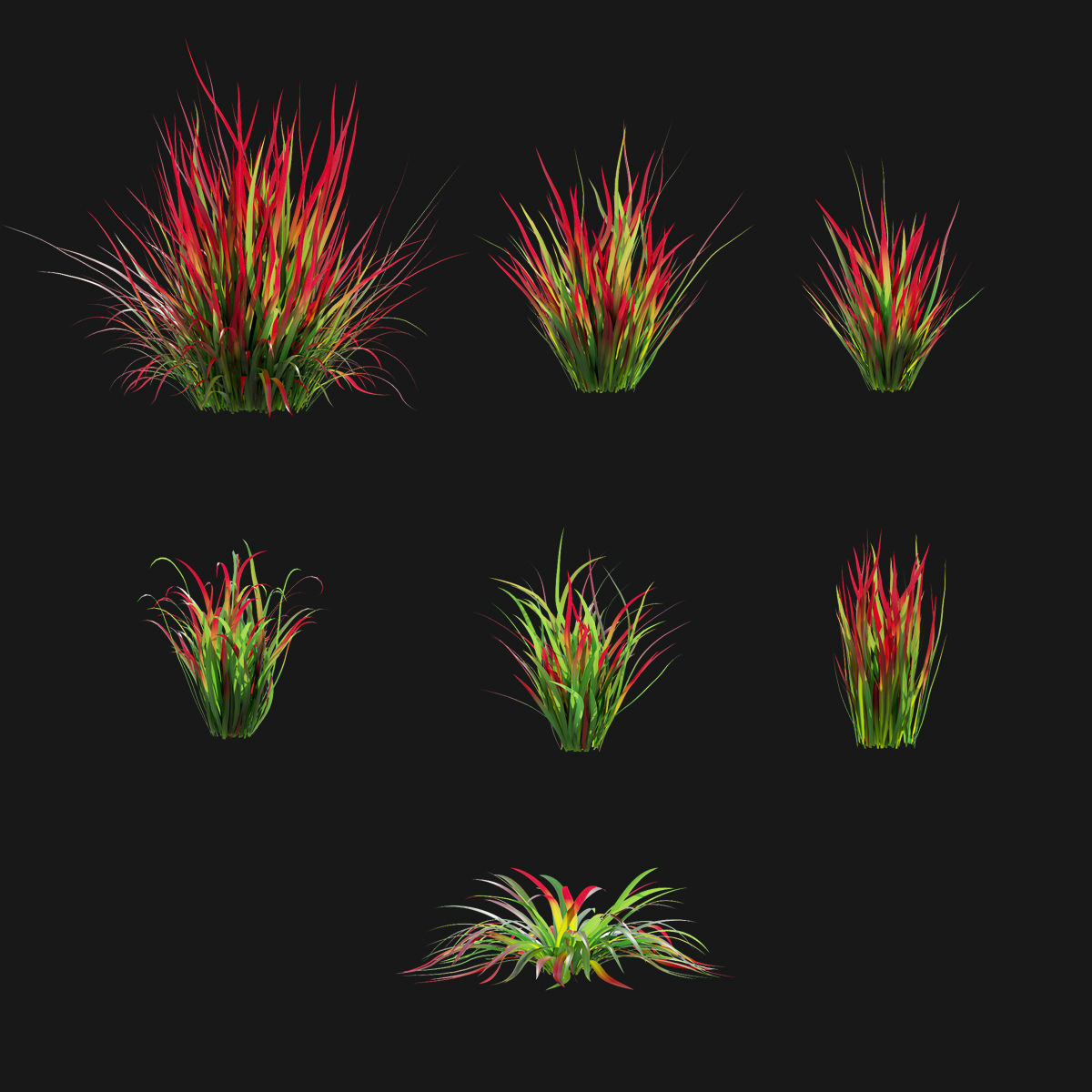 Imperata cylindrical grass 3D model_1