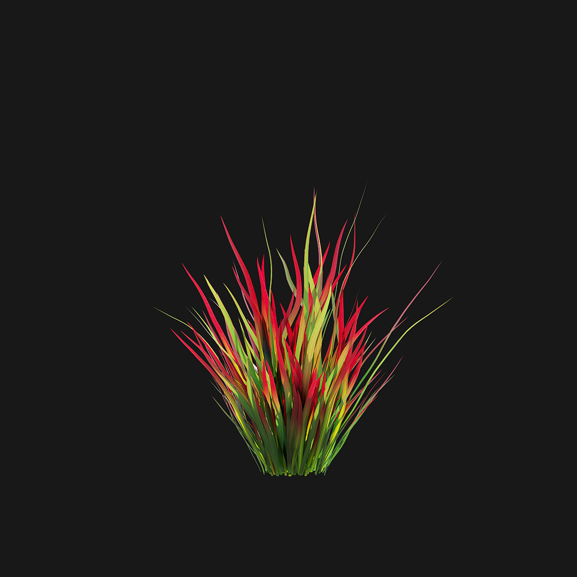 Imperata cylindrical grass 3D model_9