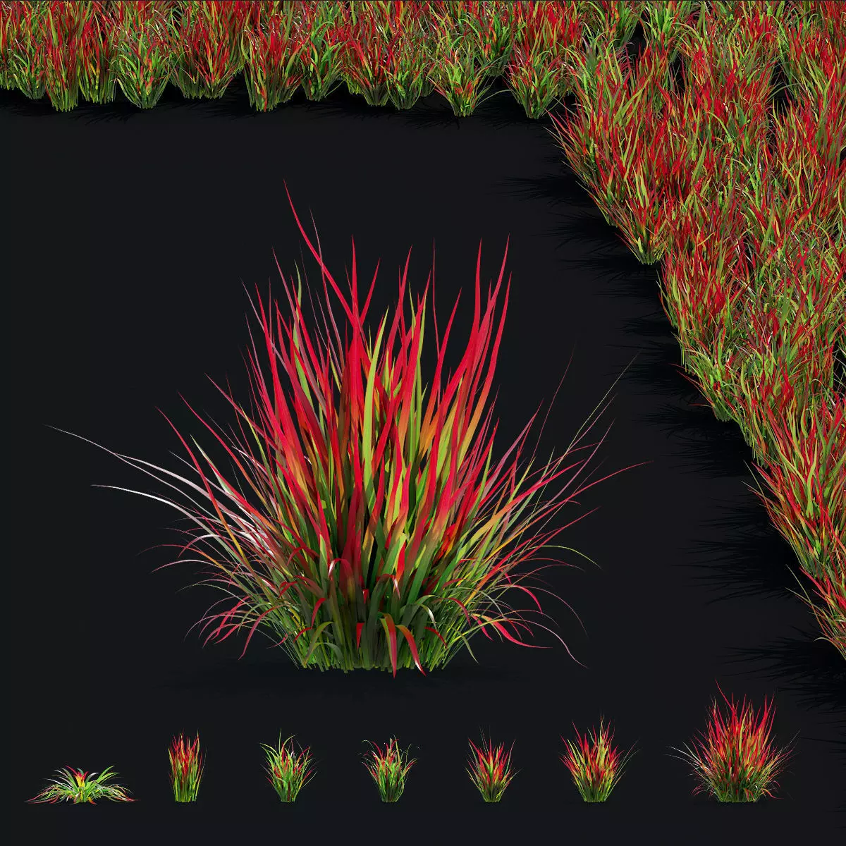 Imperata cylindrical grass 3D model_0