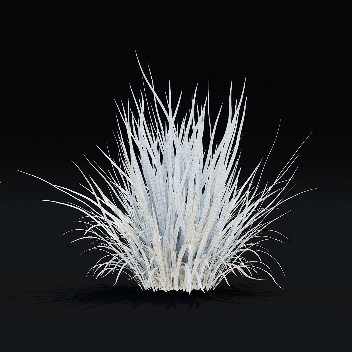 Imperata cylindrical grass 3D model_6