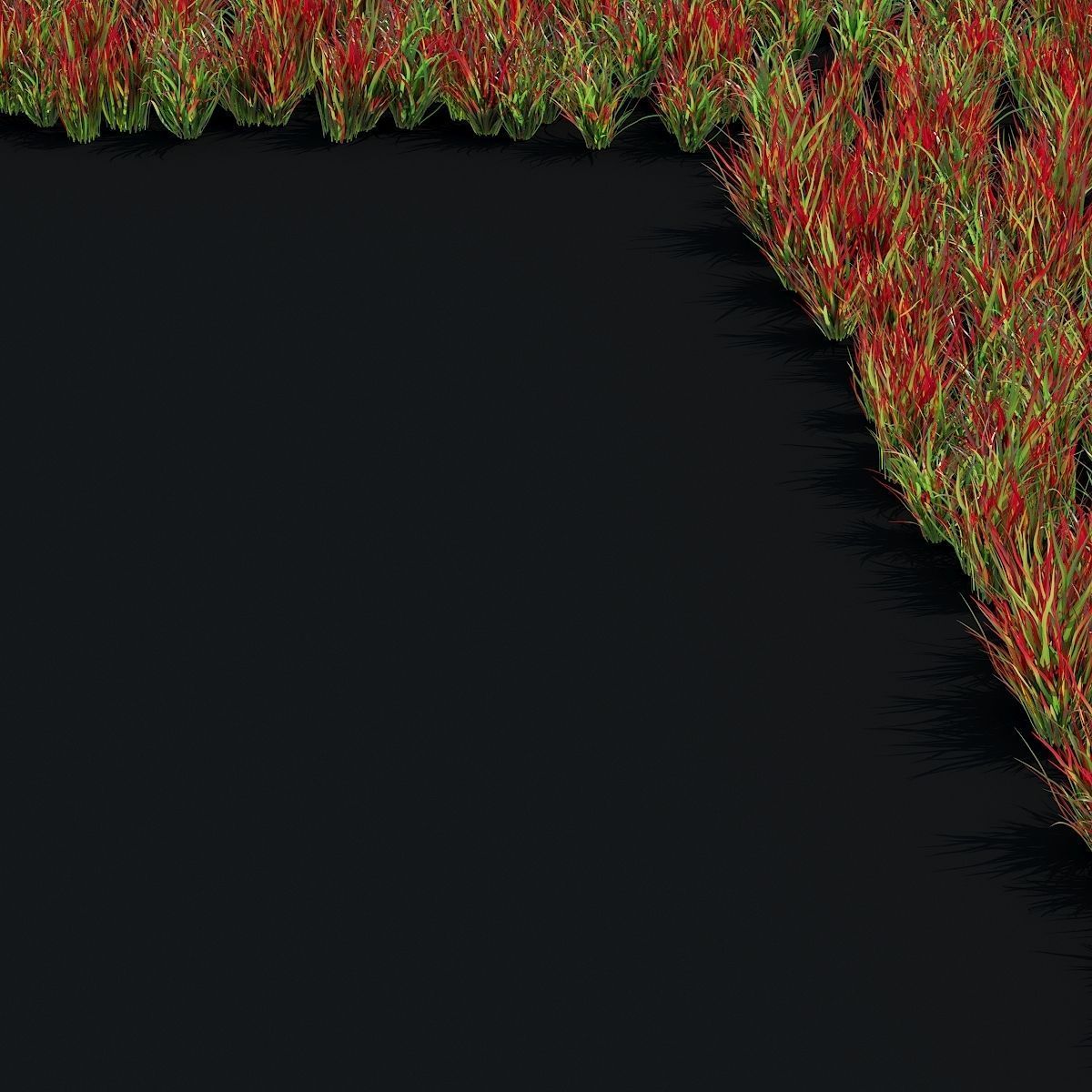 Imperata cylindrical grass 3D model_4