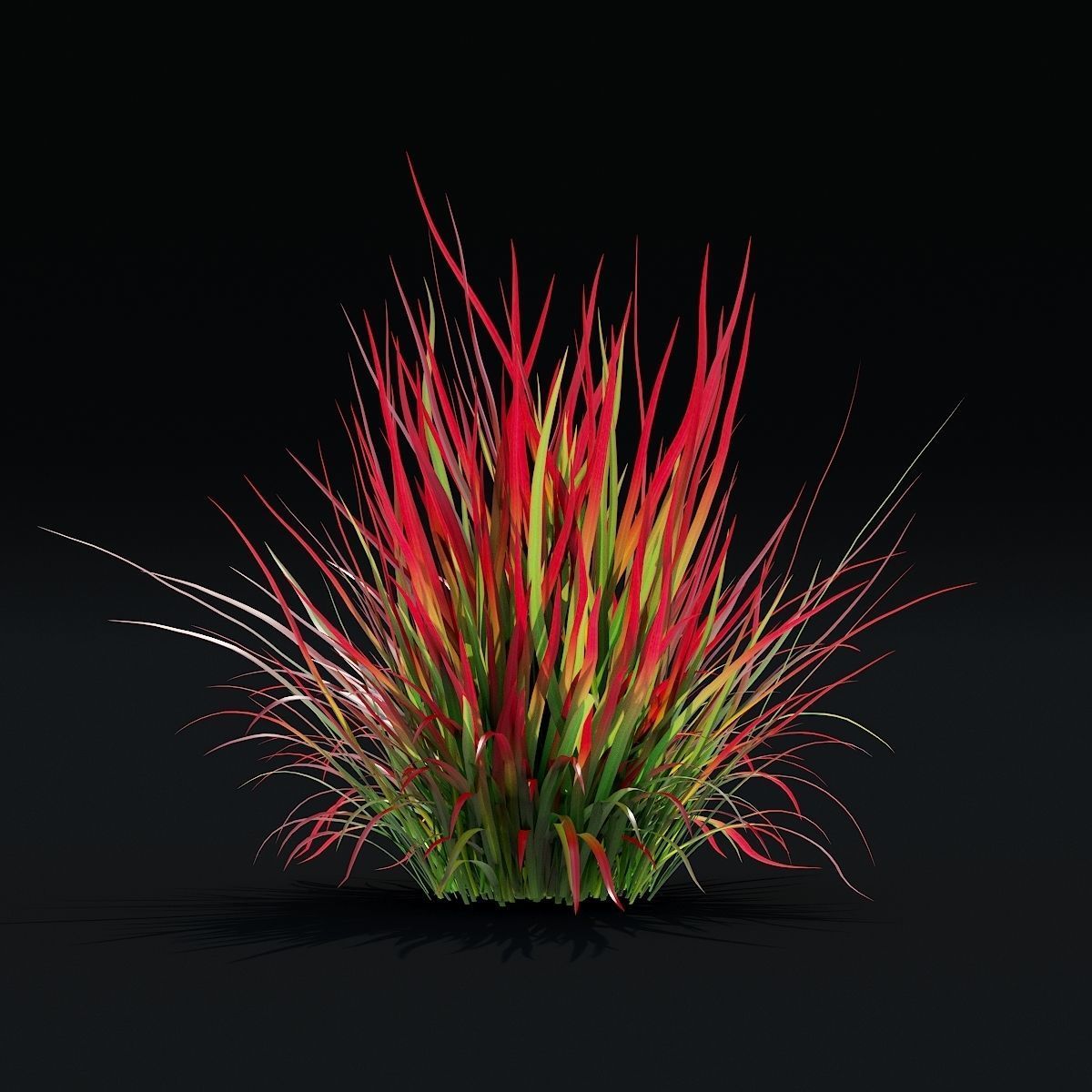Imperata cylindrical grass 3D model_3