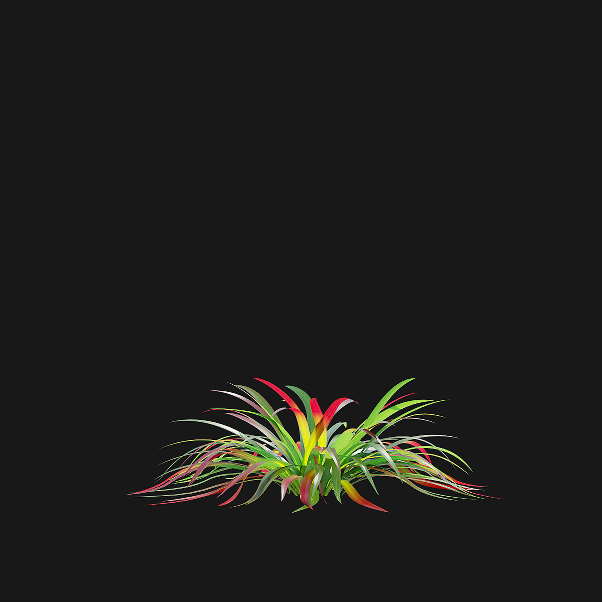 Imperata cylindrical grass 3D model_14