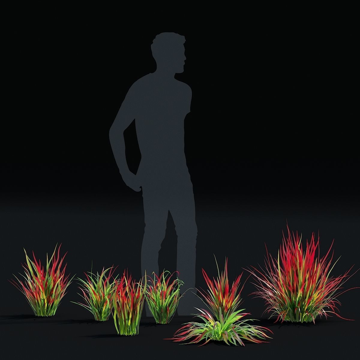 Imperata cylindrical grass 3D model_5