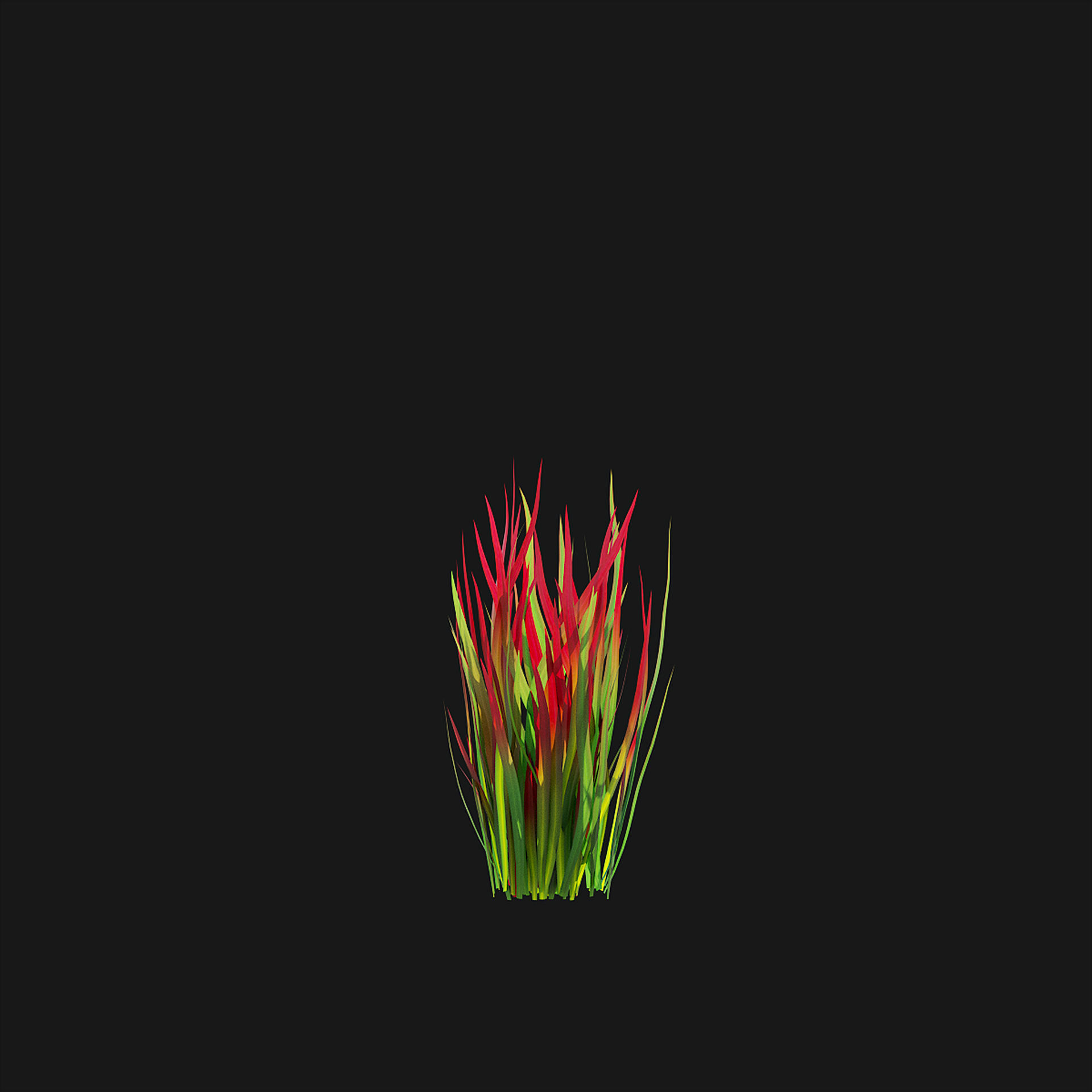 Imperata cylindrical grass 3D model_13