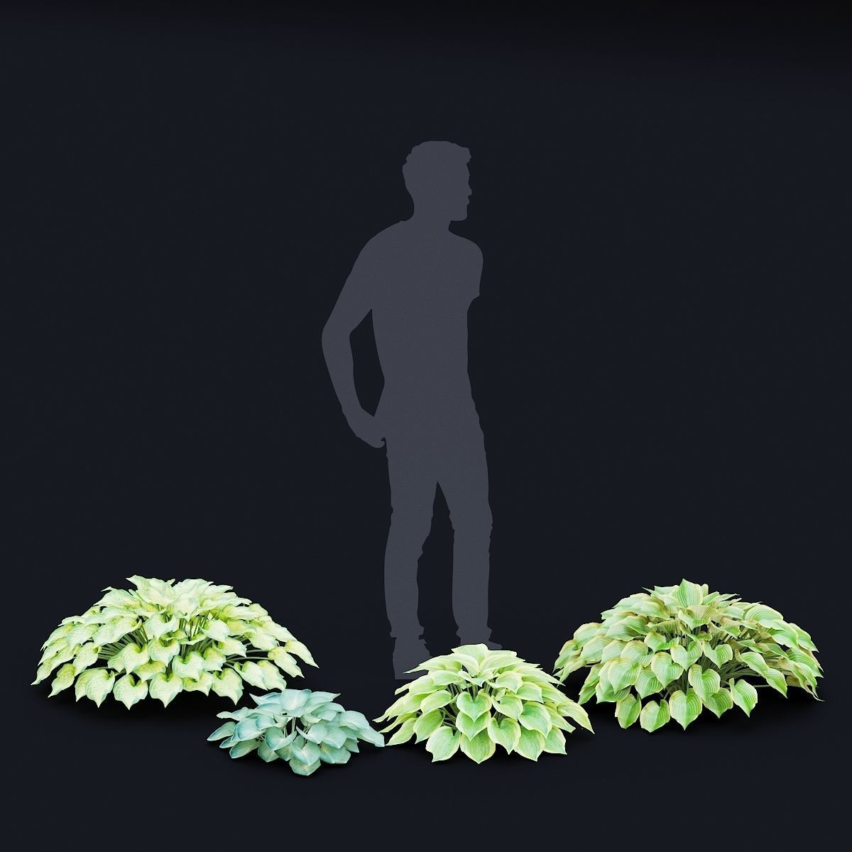 Hosta plant 3D model_1