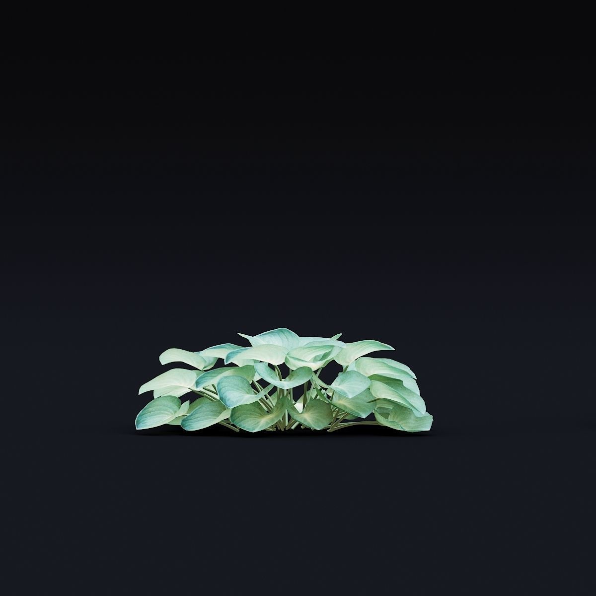Hosta plant 3D model_5