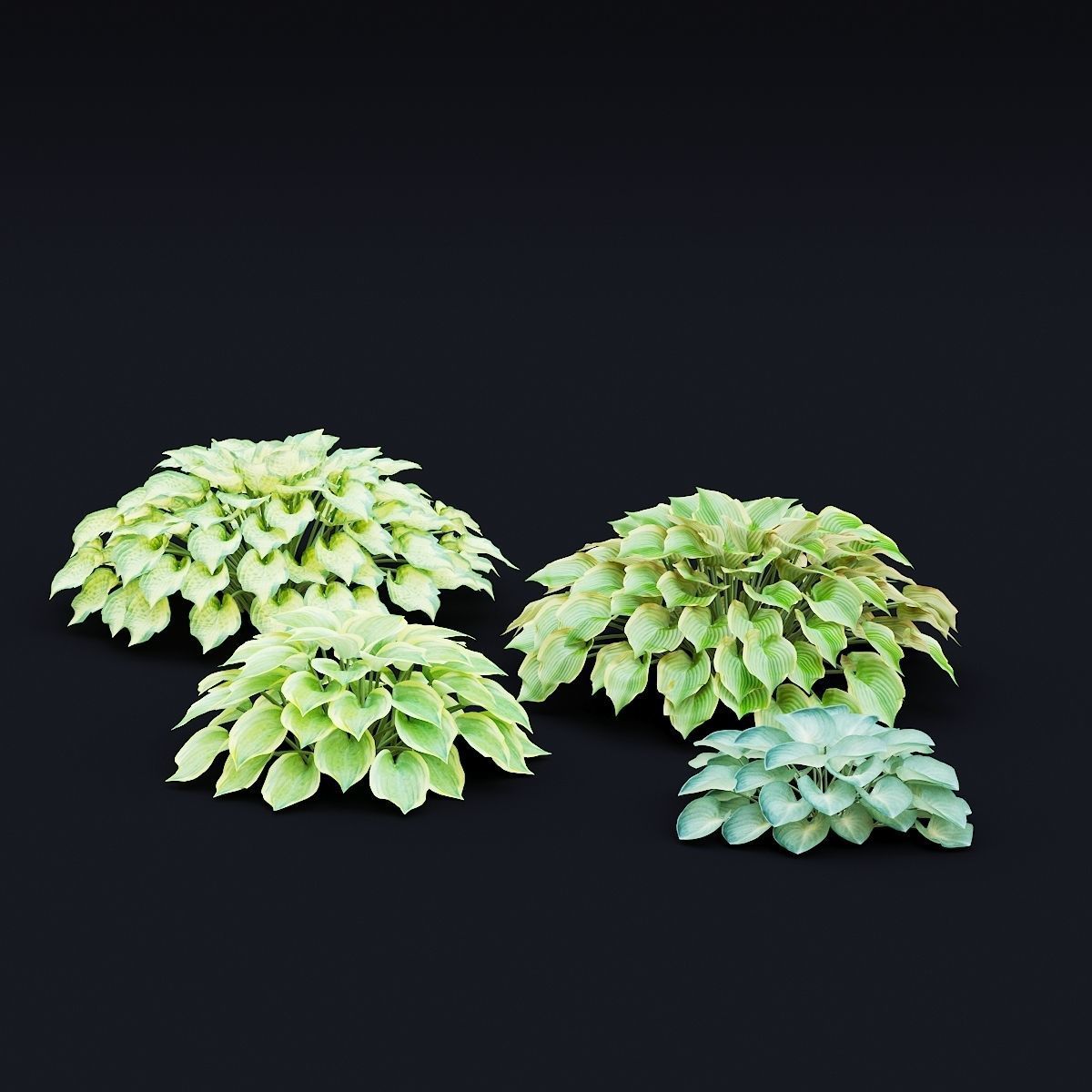 Hosta plant 3D model_6