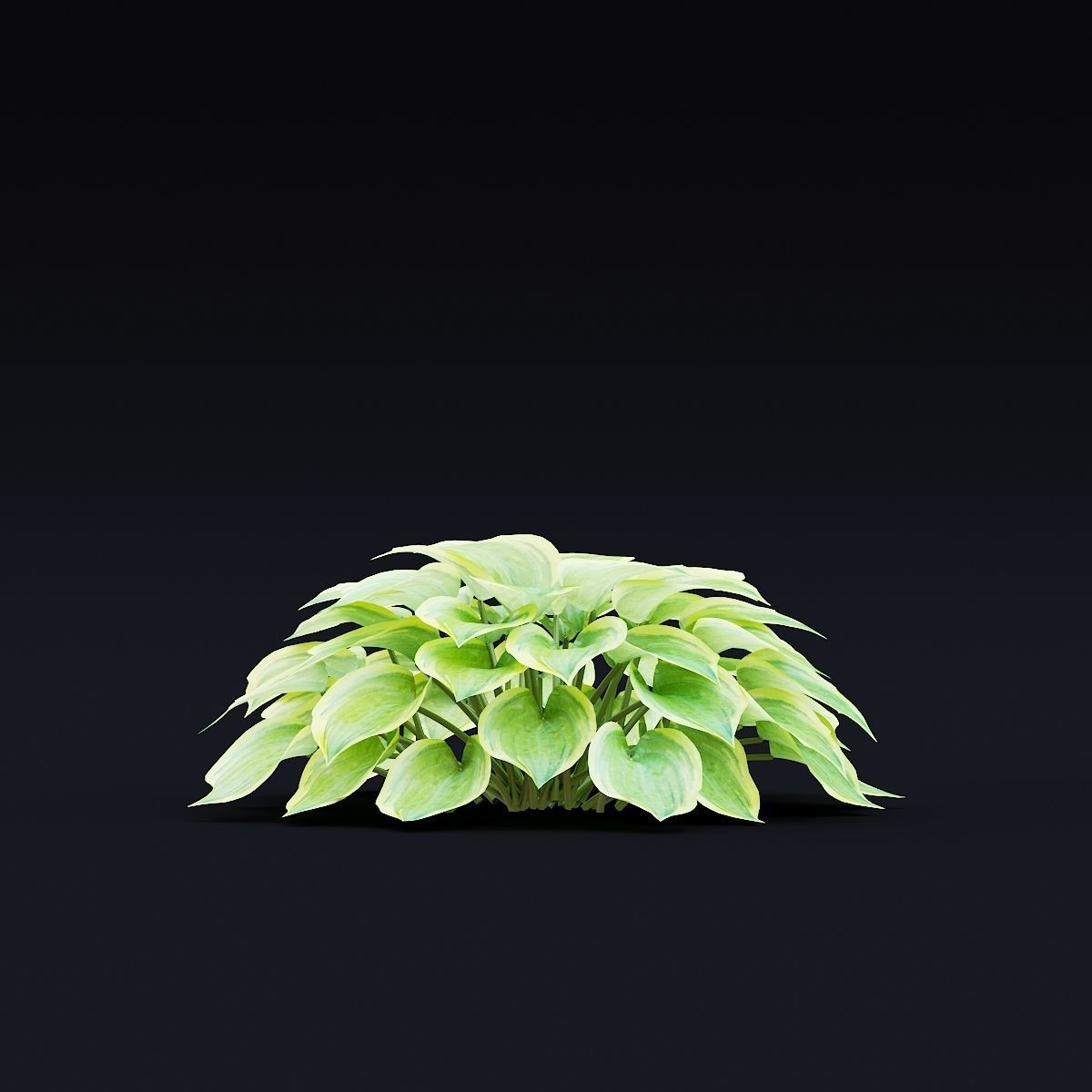 Hosta plant 3D model_4