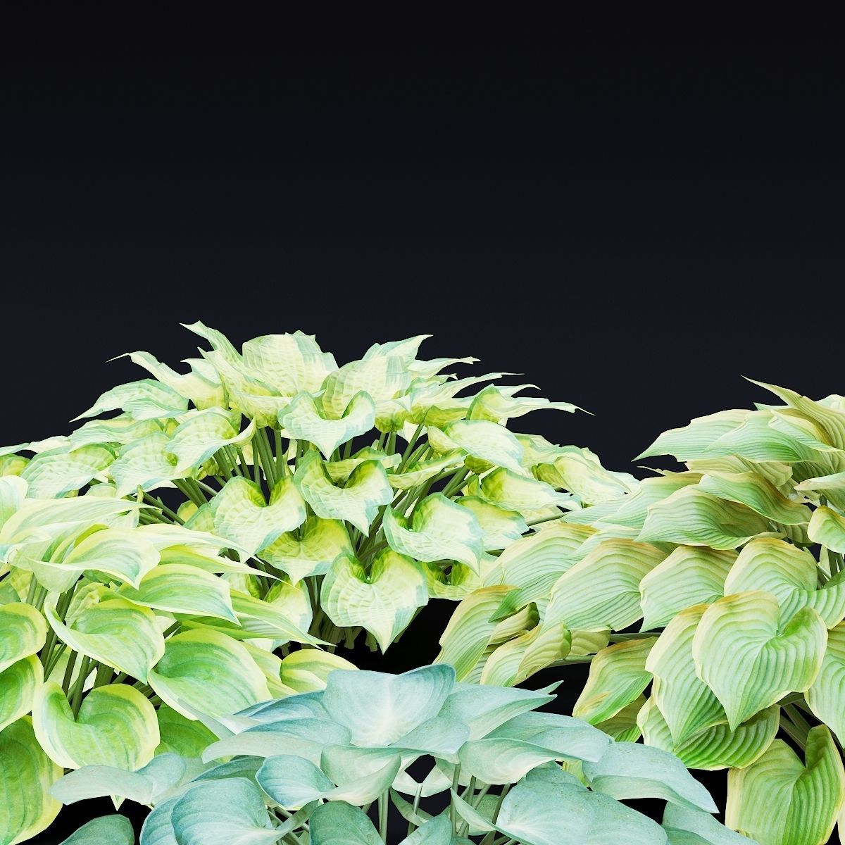 Hosta plant 3D model_7