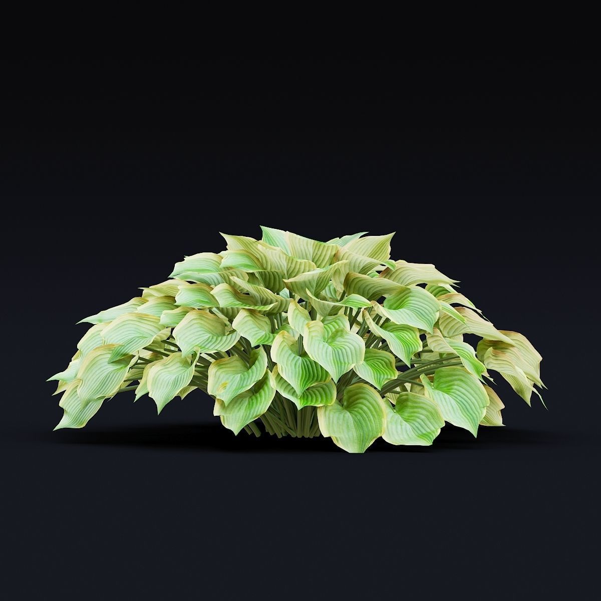 Hosta plant 3D model_3