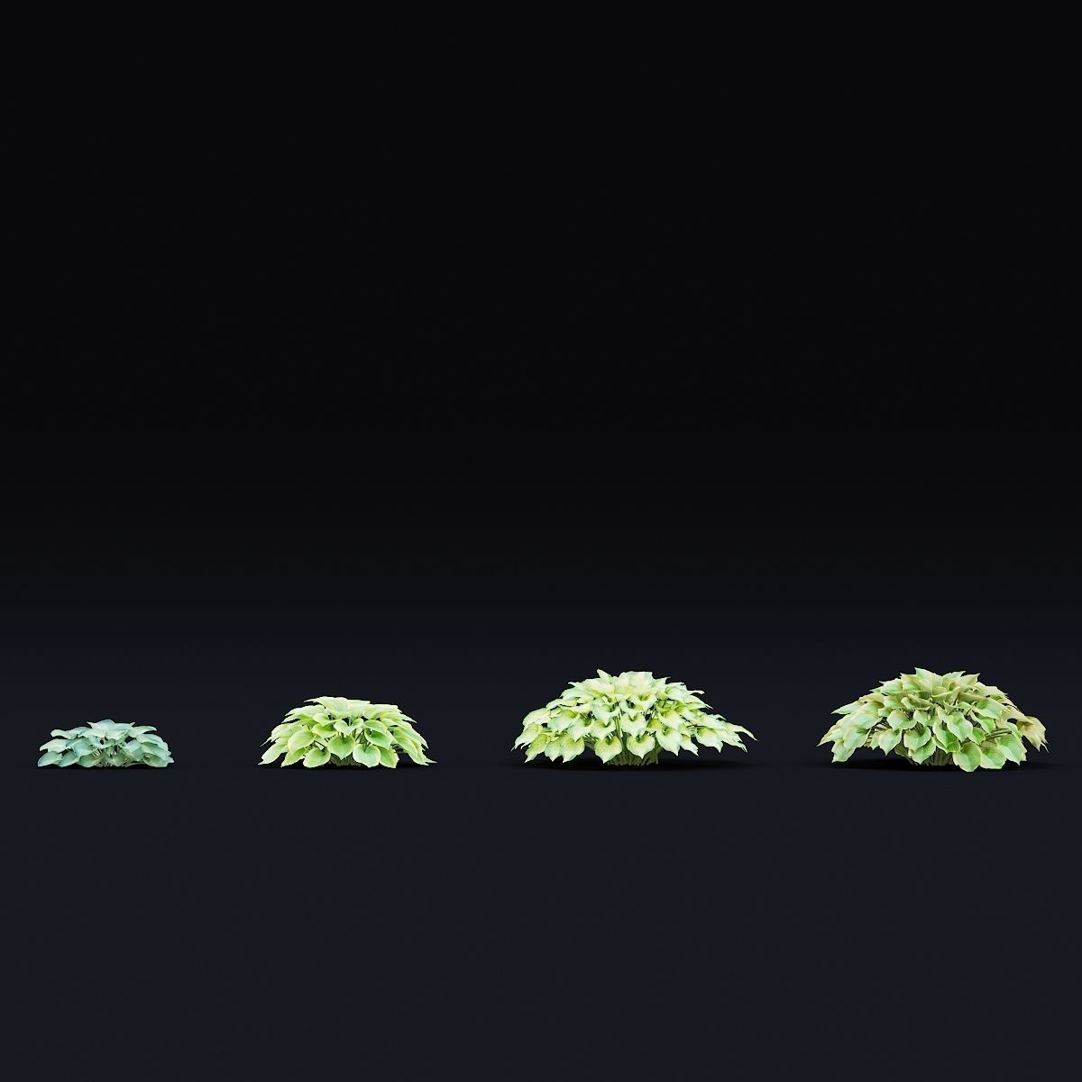 Hosta plant 3D model_2