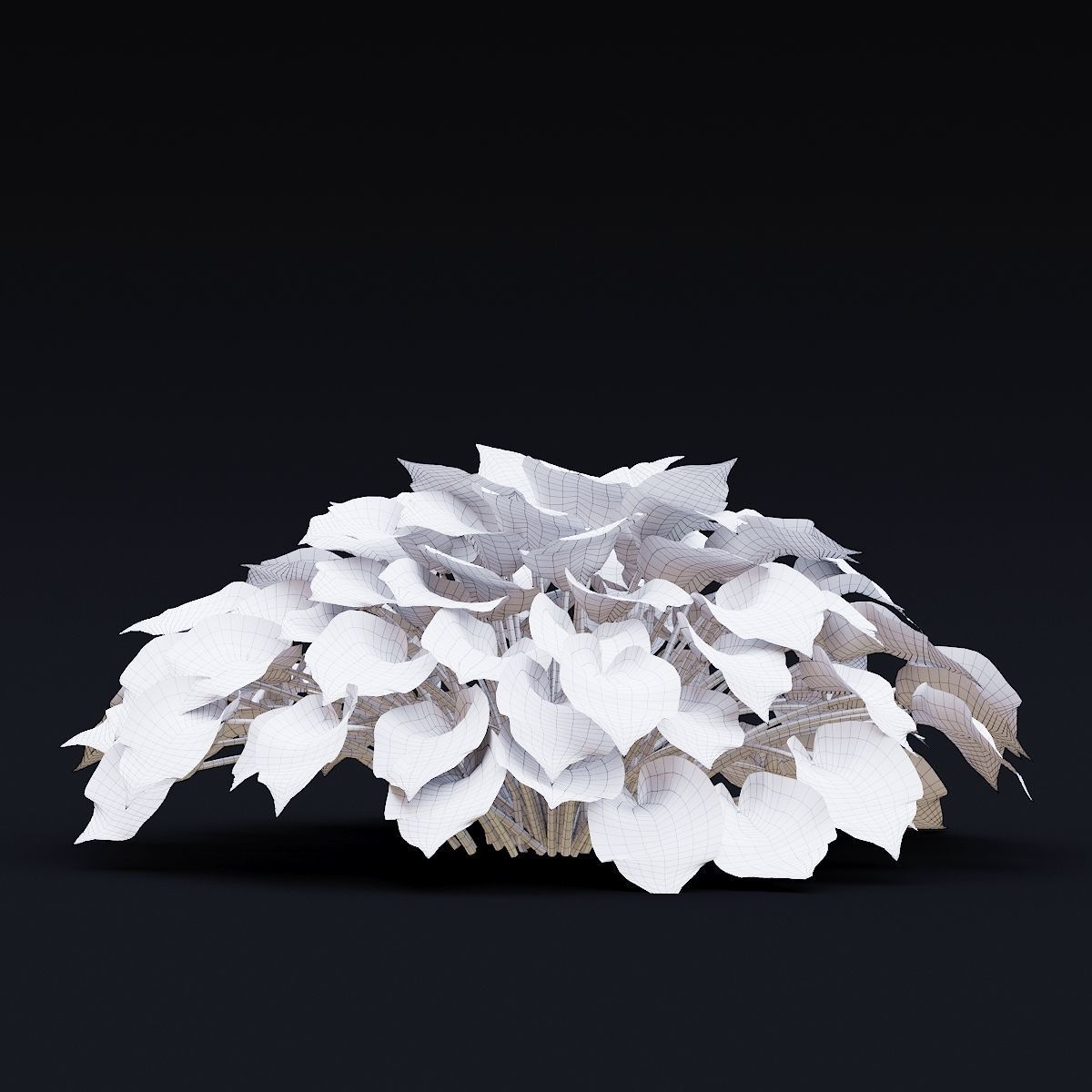 Hosta plant 3D model_8