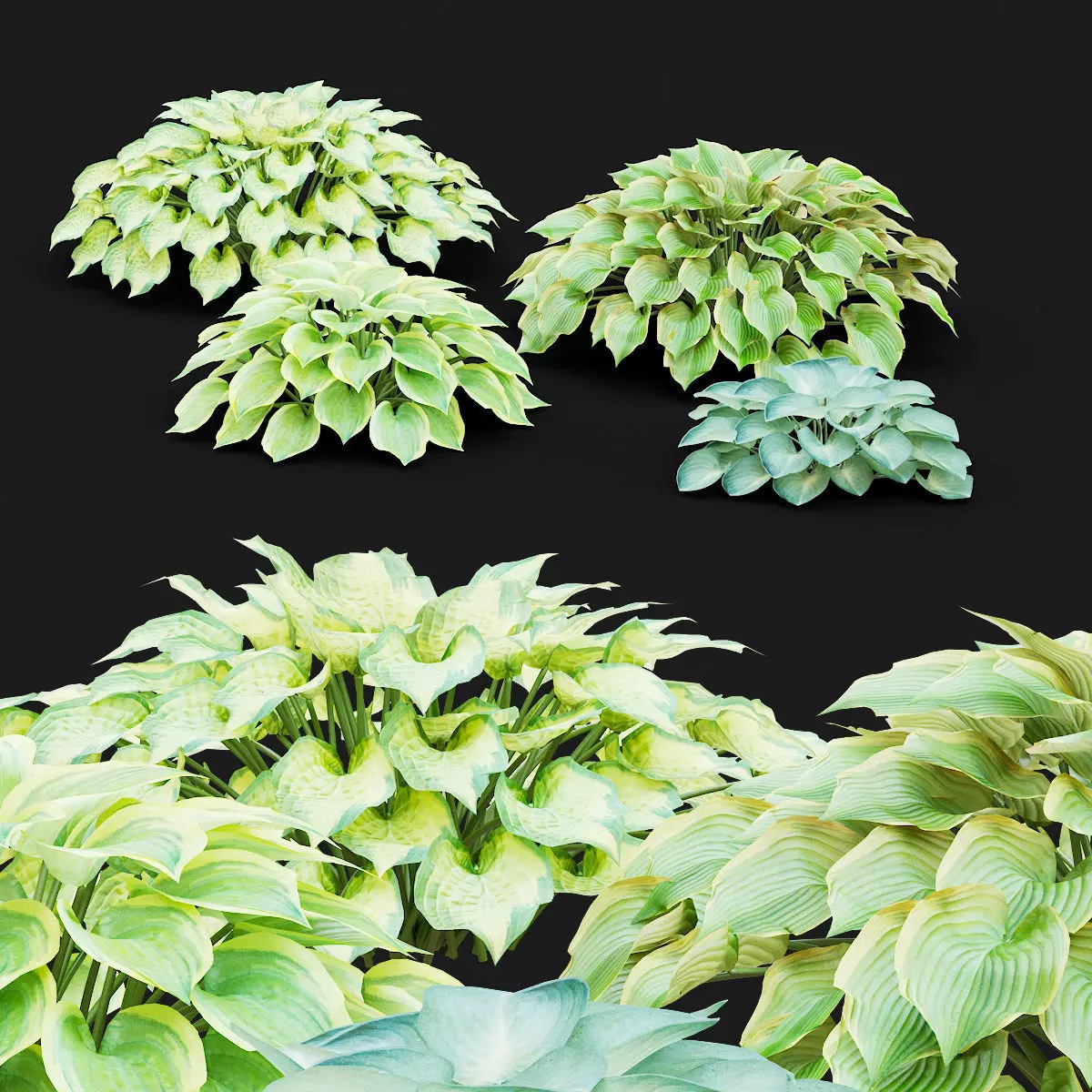 Hosta plant 3D model_0