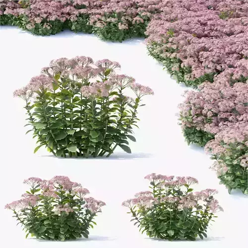 Sedum spectabile flower 3D model