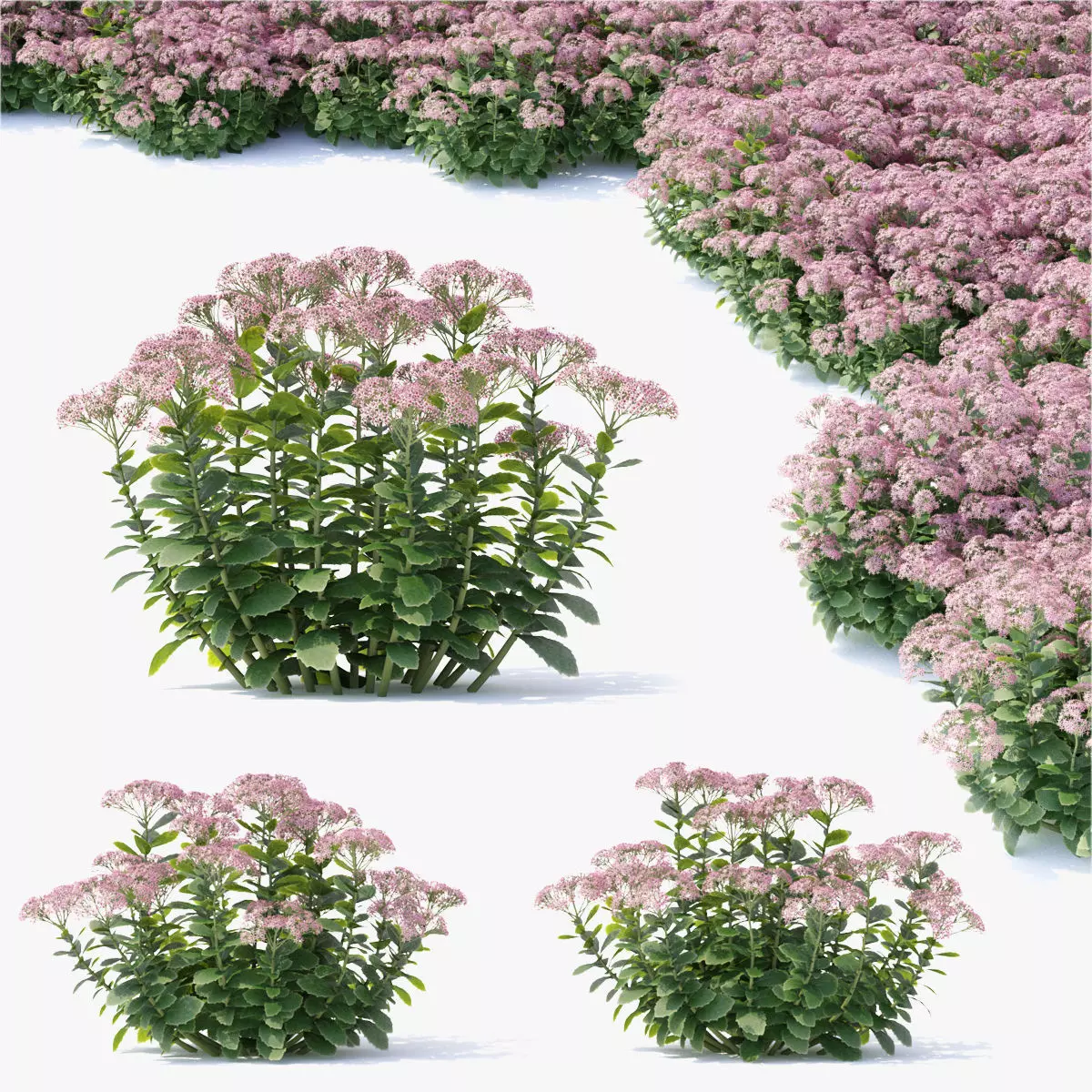 Sedum spectabile flower 3D model_0