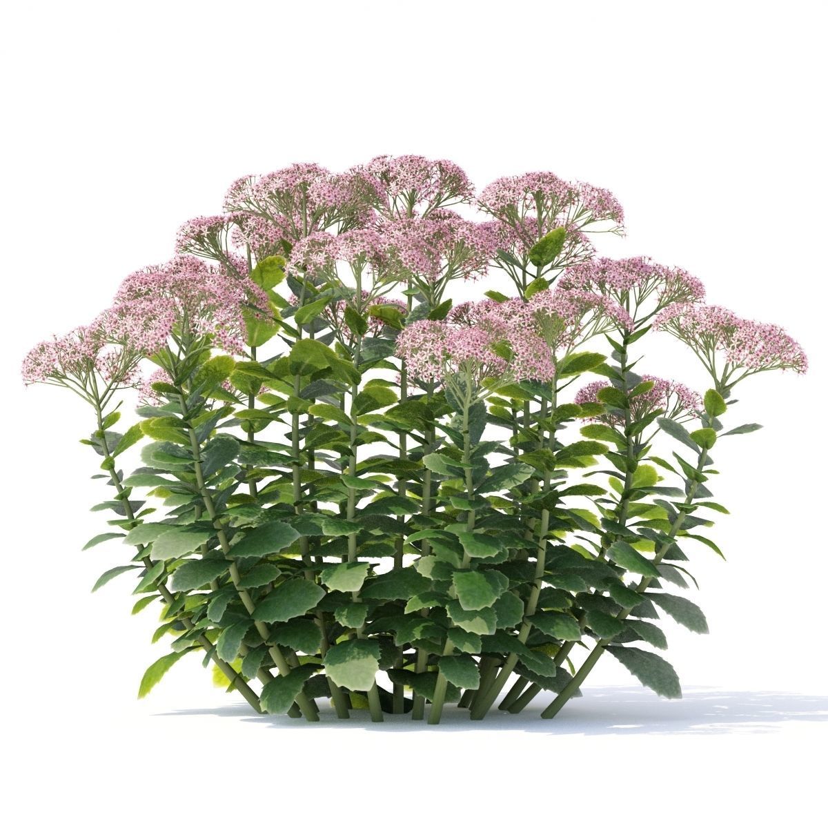 Sedum spectabile flower 3D model_3