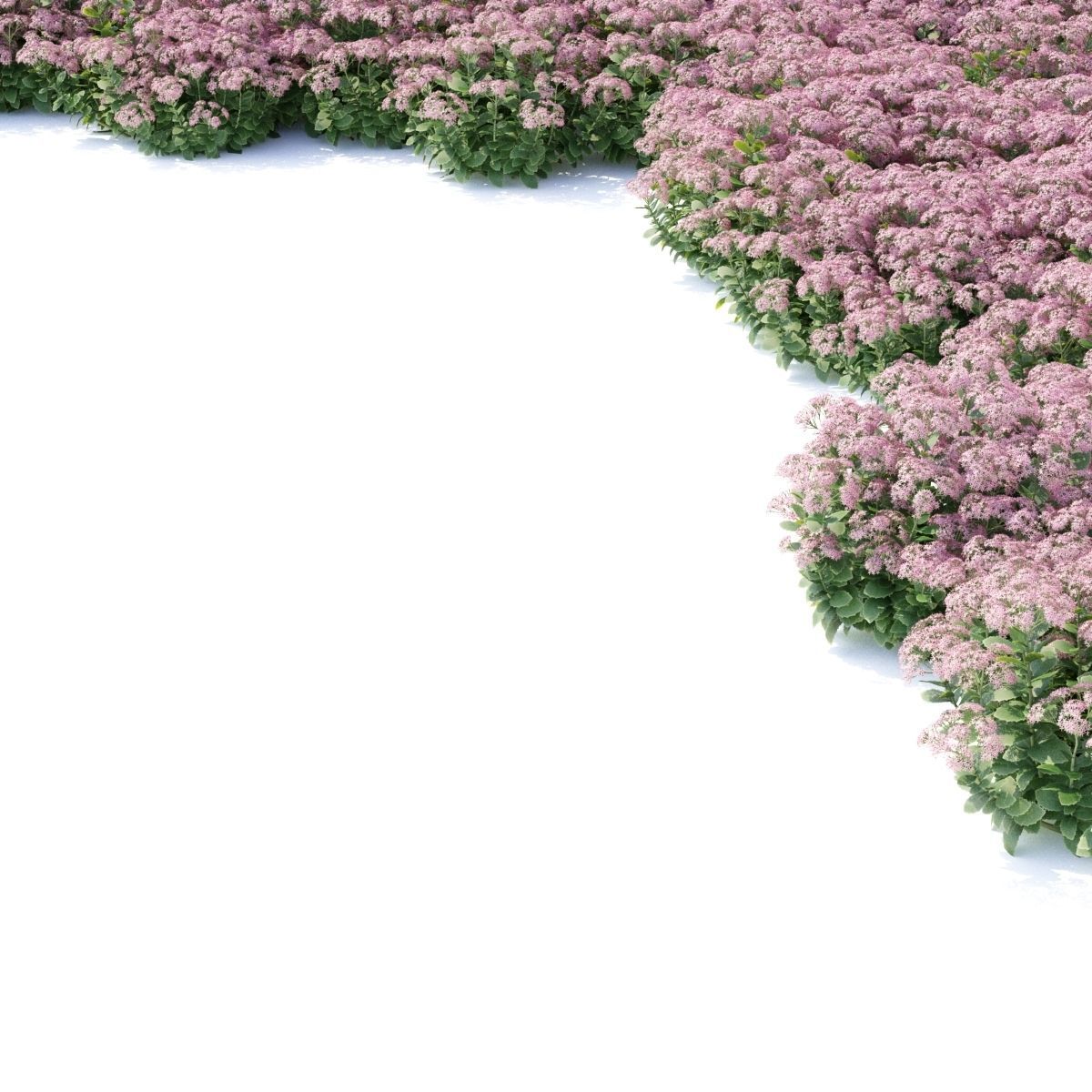 Sedum spectabile flower 3D model_2