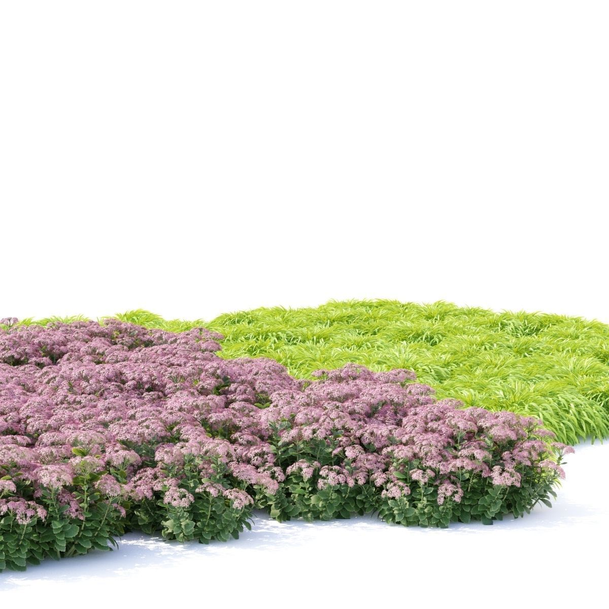 Sedum spectabile flower 3D model_5