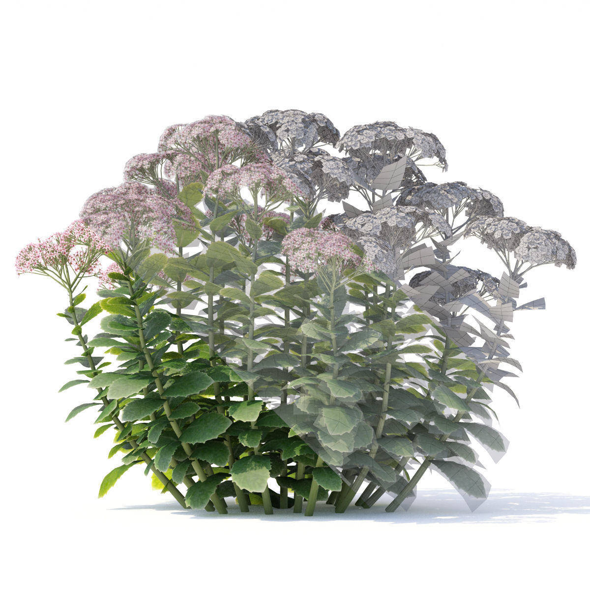 Sedum spectabile flower 3D model_1