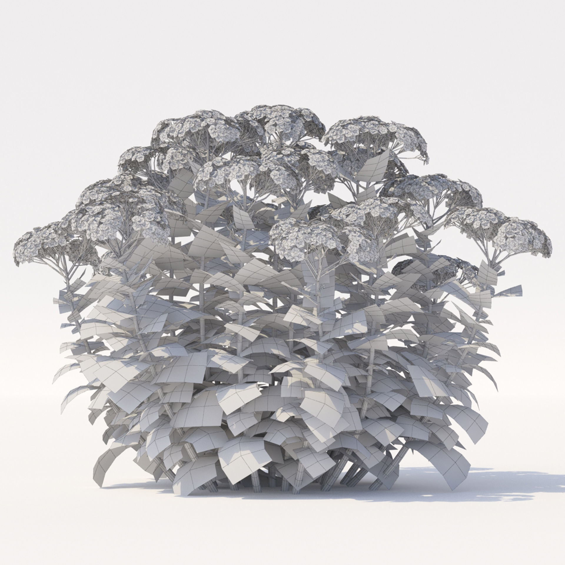Sedum spectabile flower 3D model_4