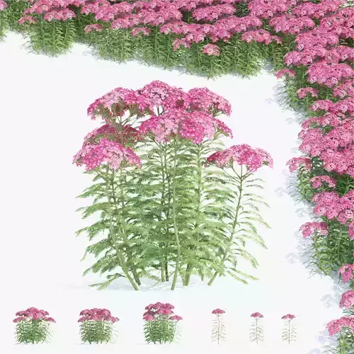 Achillea millefolium flower