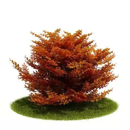 Orange Leaf Bush 3D model