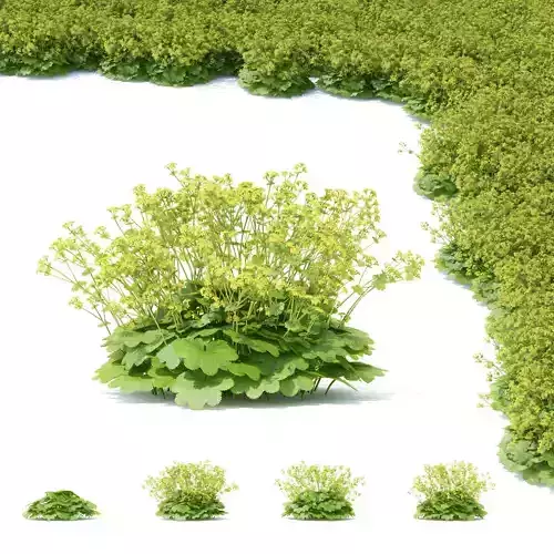 Alchemilla mollis flower