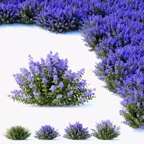 Nepeta fassenii flower